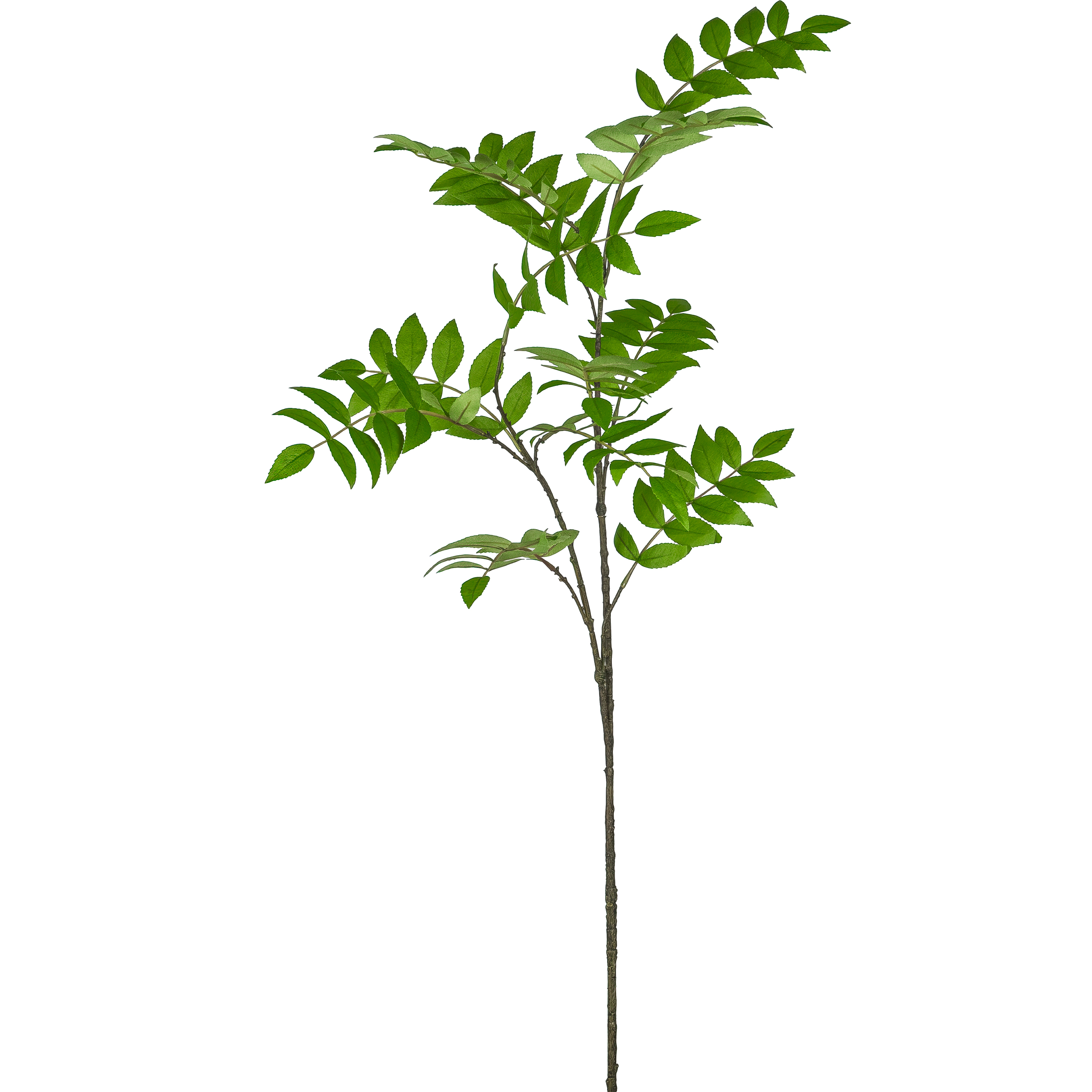 Ebereschezweig EBERESCHE