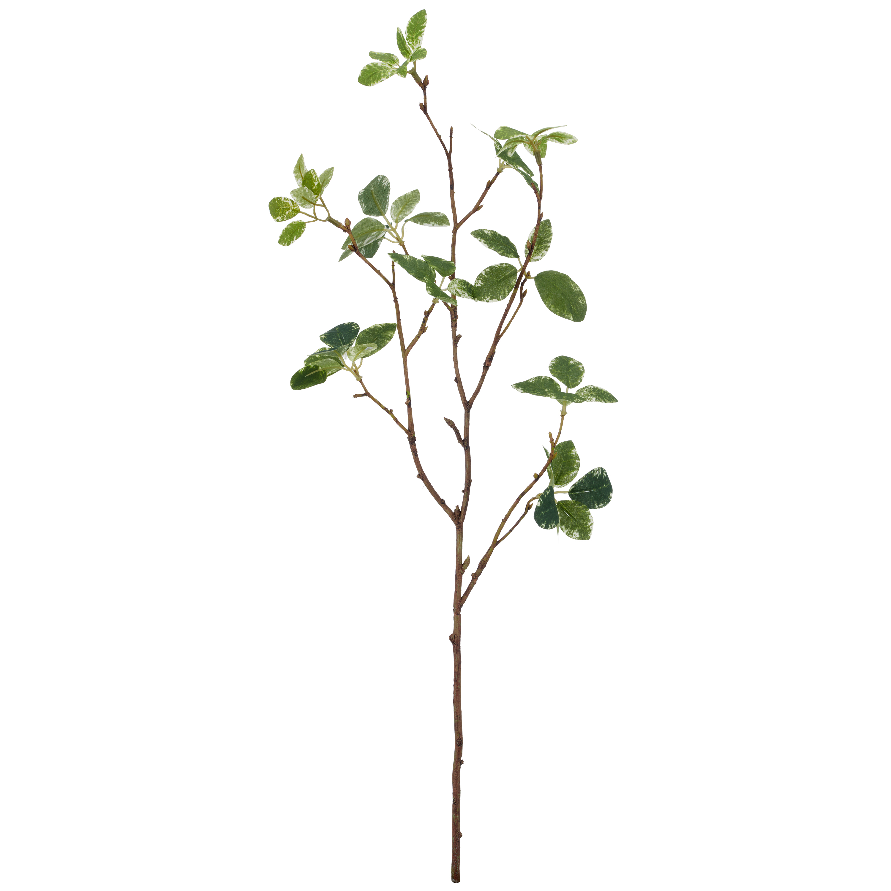 Pittosporumzweig PITTOSPORUM