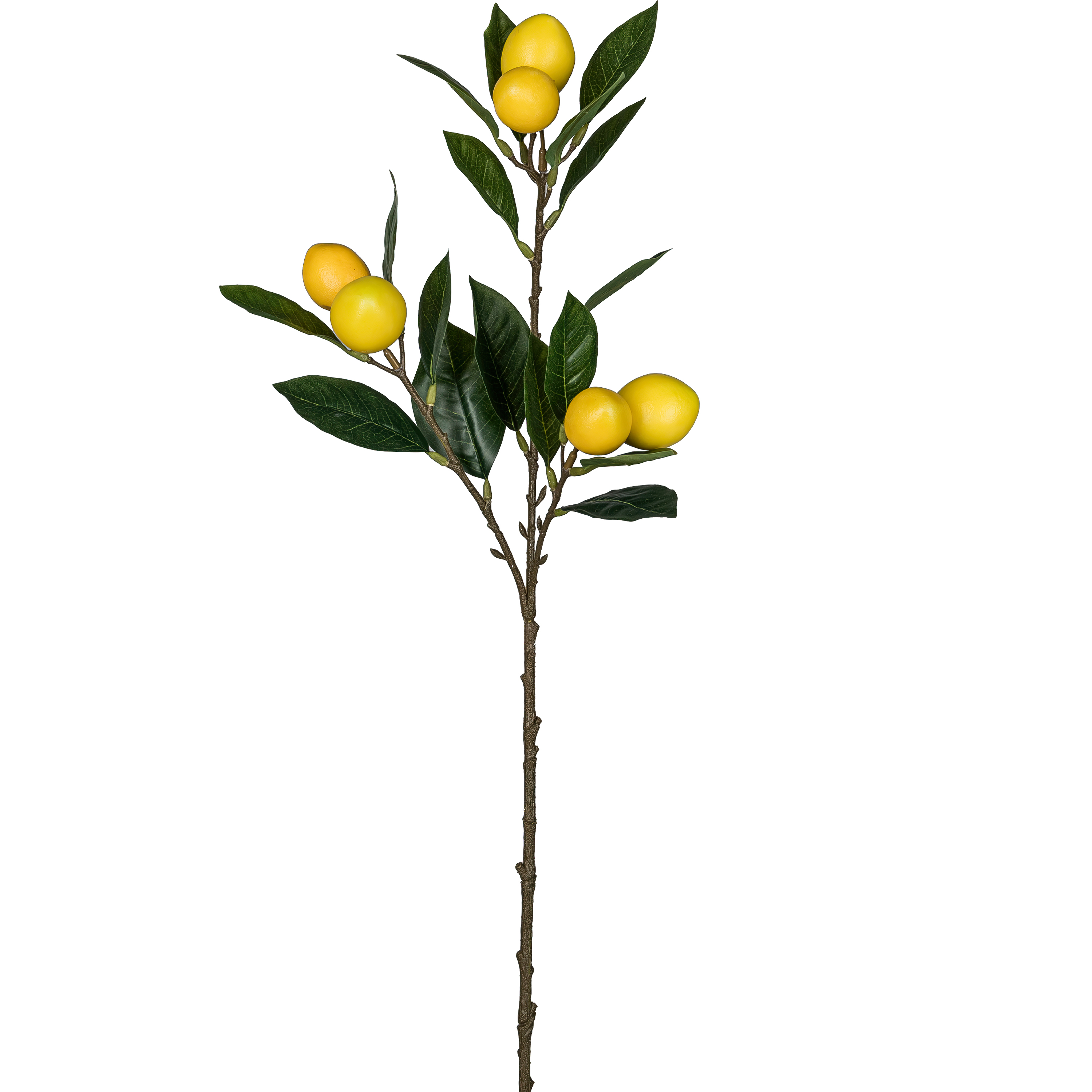 Zitronenzweig FRUITS