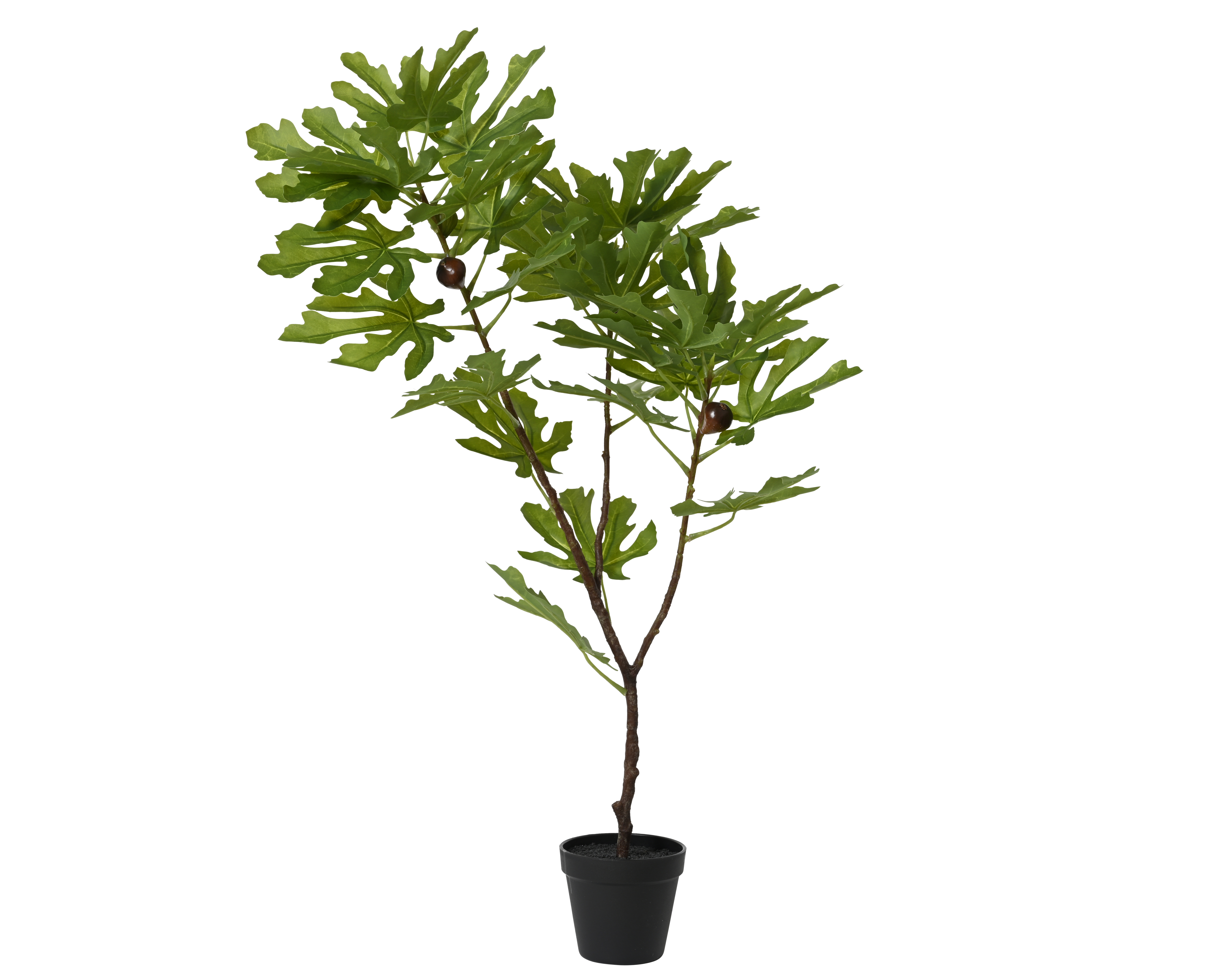 Figuier en pot TREE