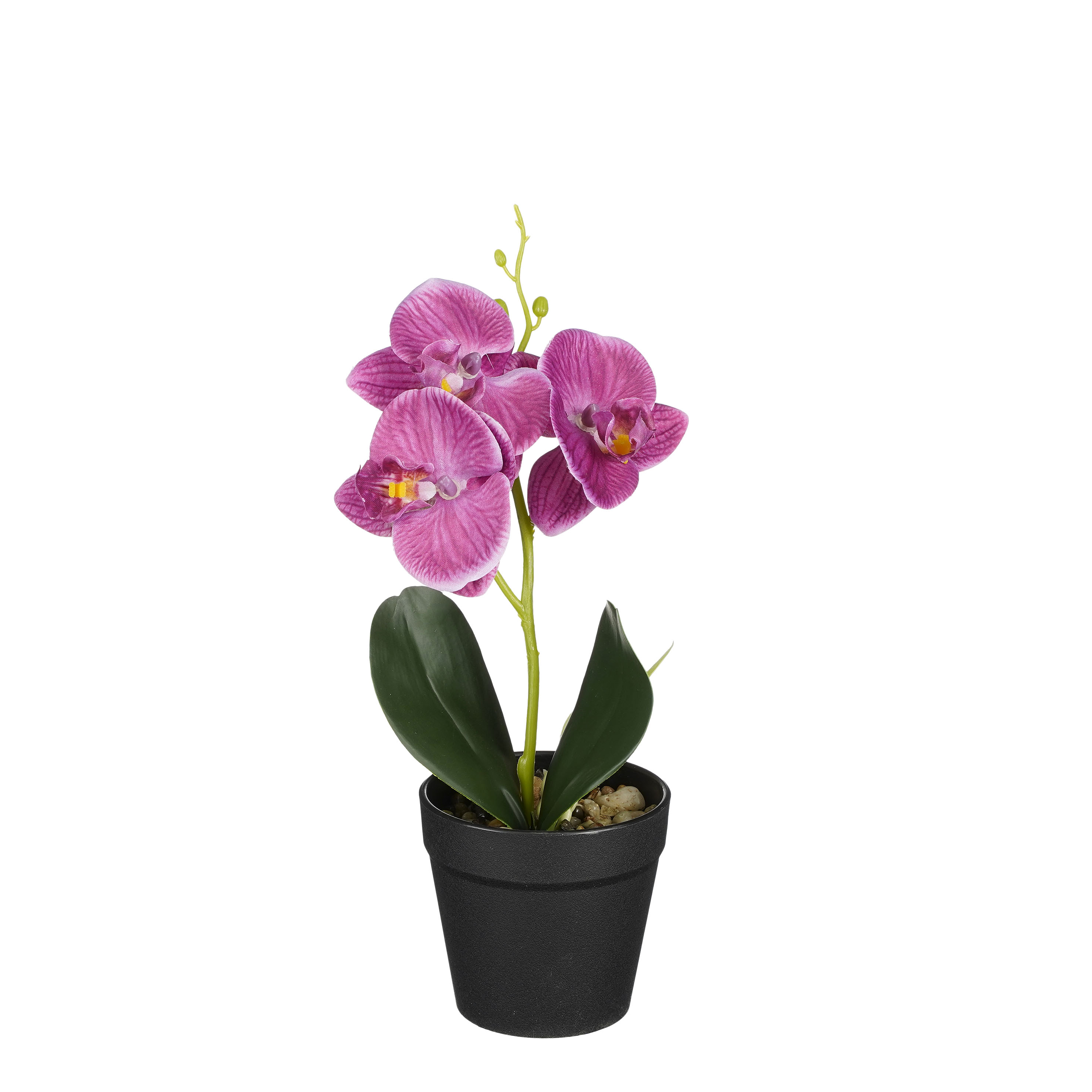 Orchidée mauve en pot 25cm ORCHIDEE