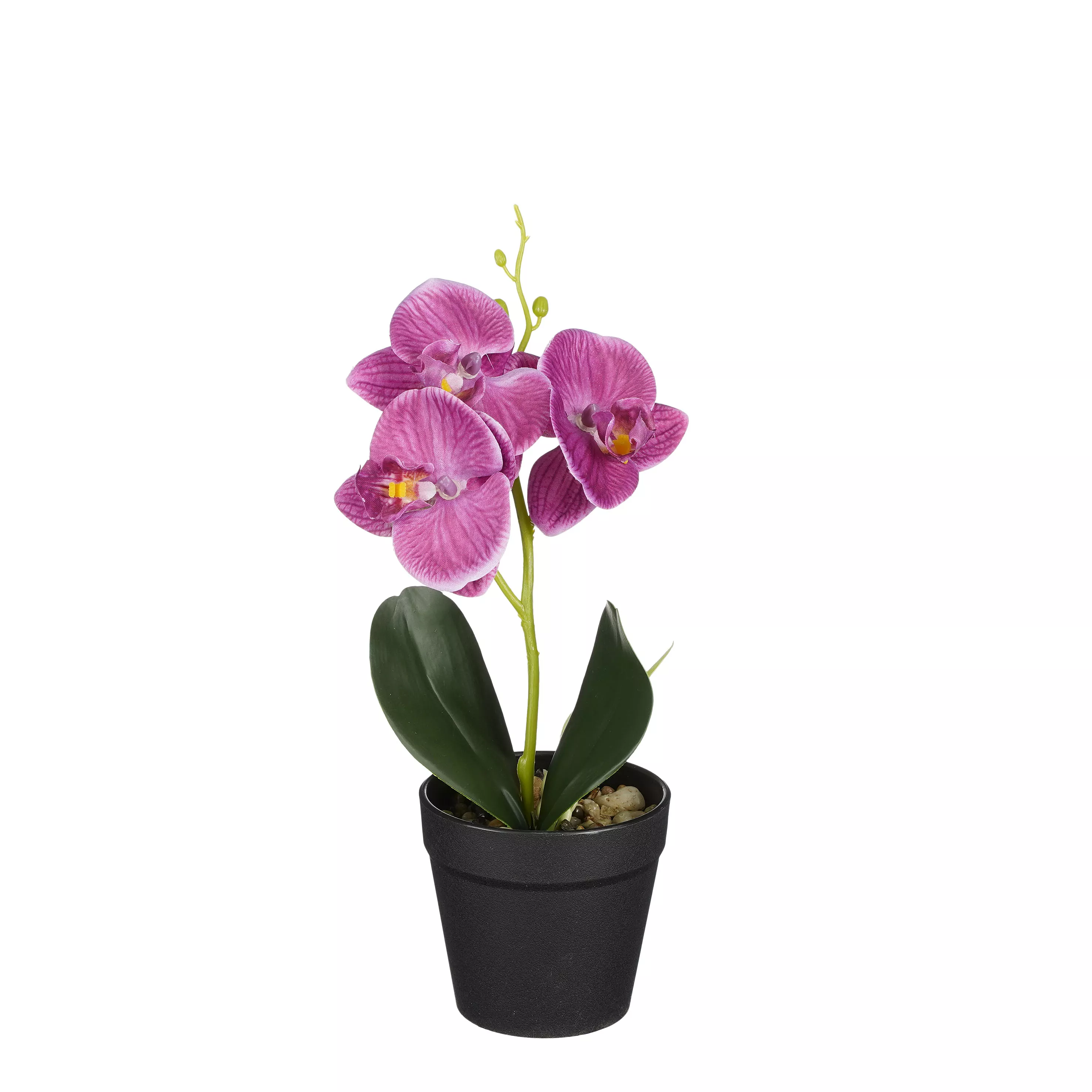 Orchidée mauve en pot 25cm ORCHIDEE