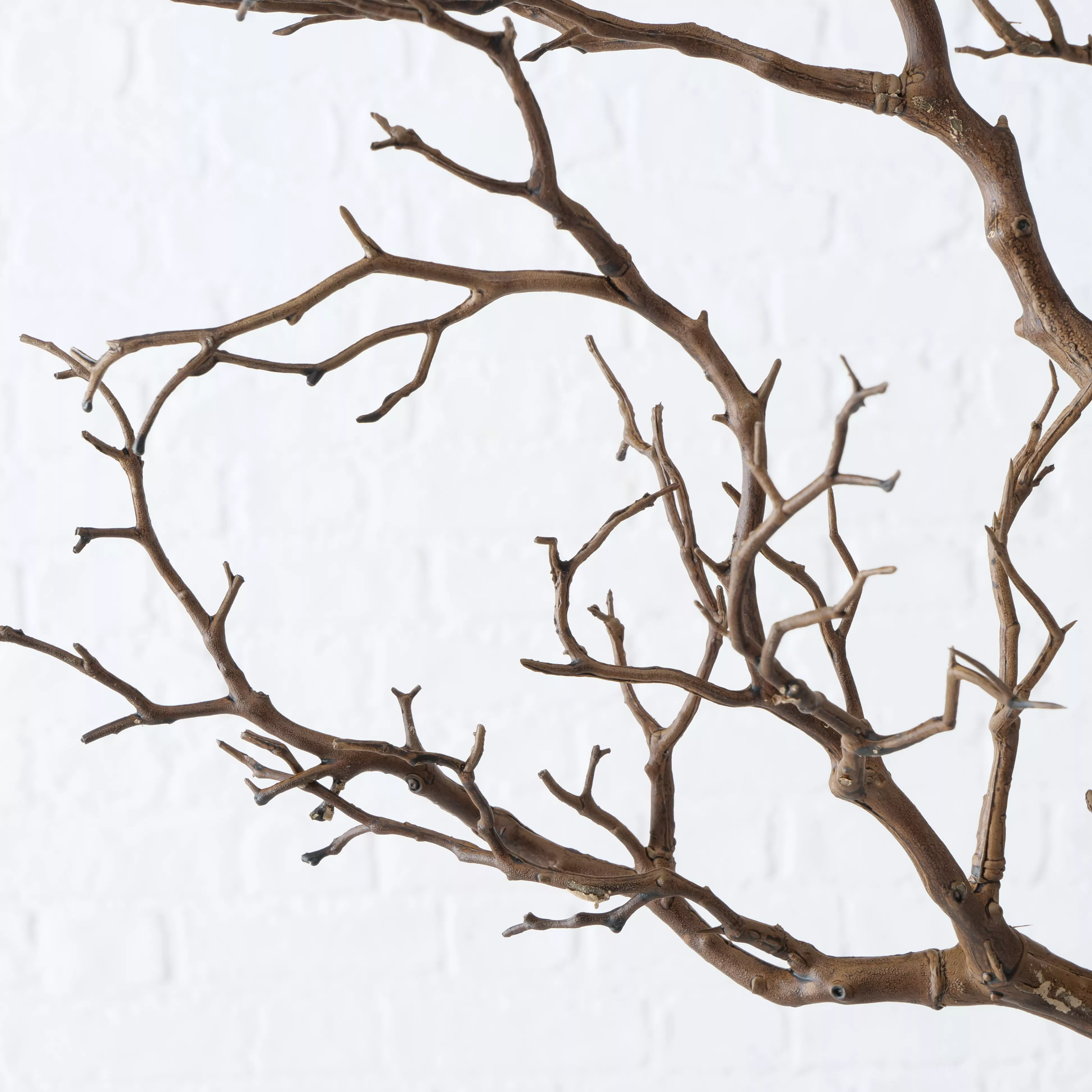 Branche décorative ASTRA