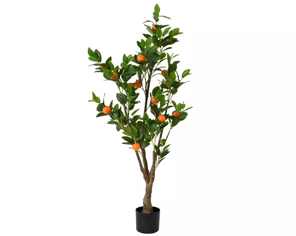 Oranger en pot SUMMER