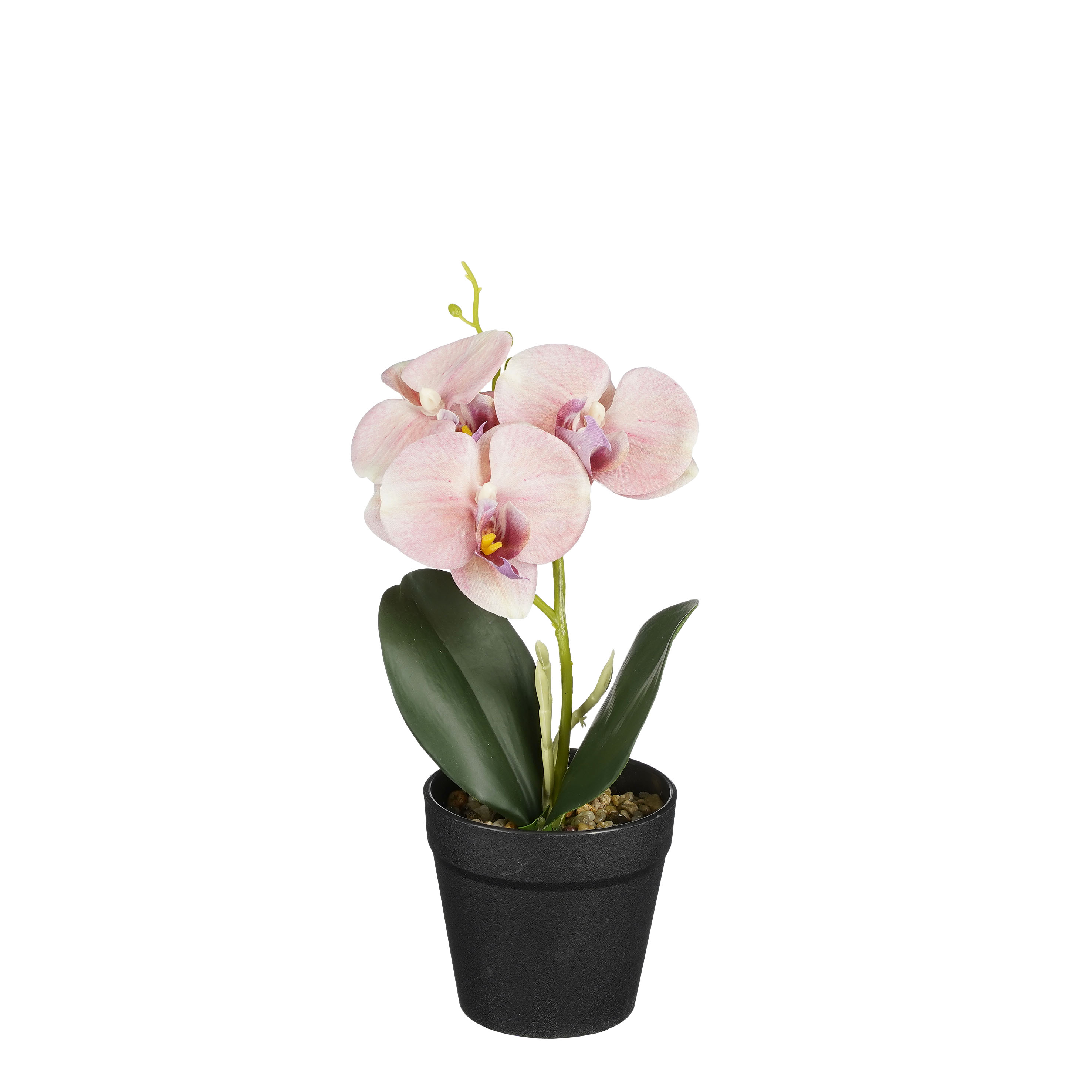 Orchidée Rose + Cache pot Transparent - Vente en ligne au meilleur prix