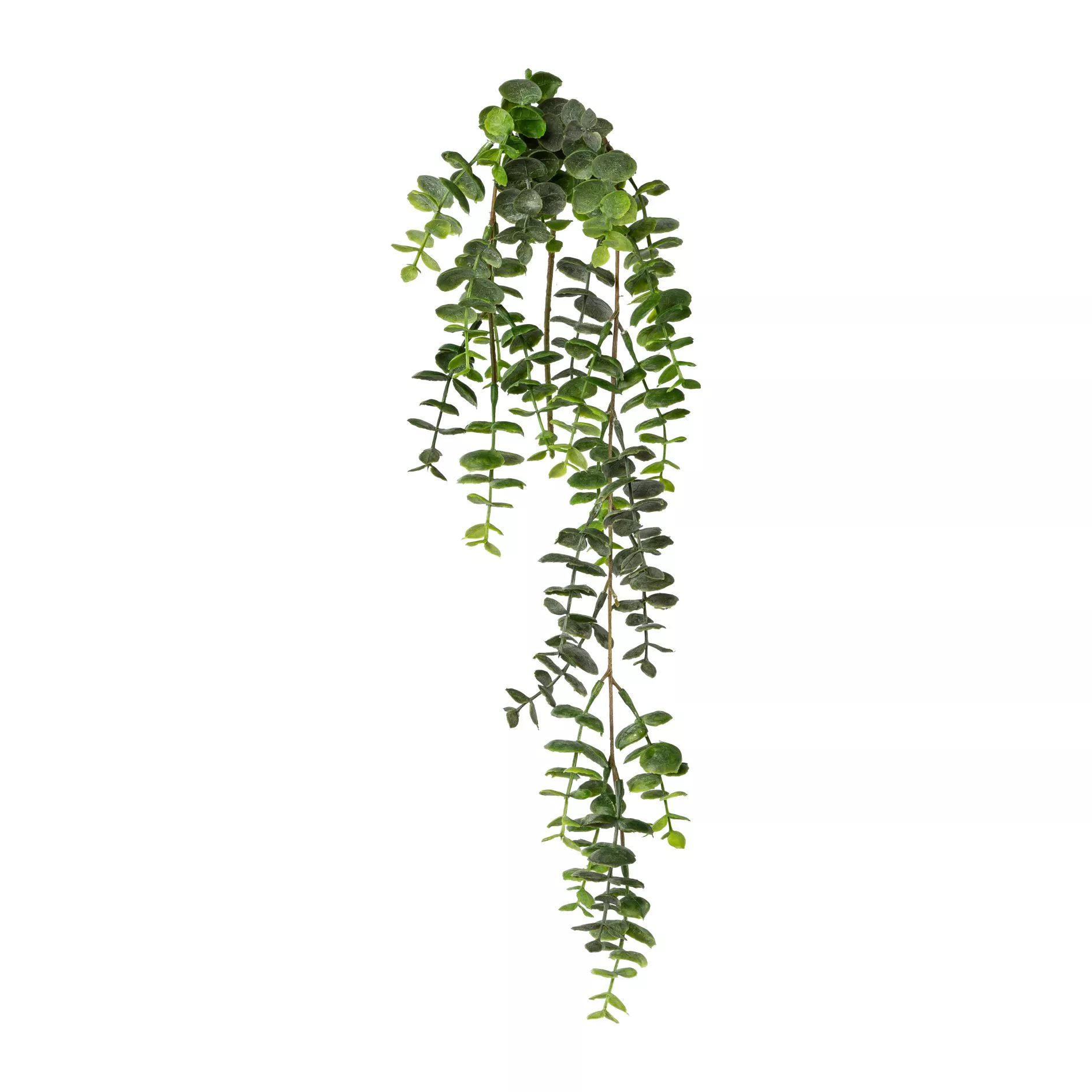 Dekopflanze Eukalyptus-Hängezweig EUKALYPTUS