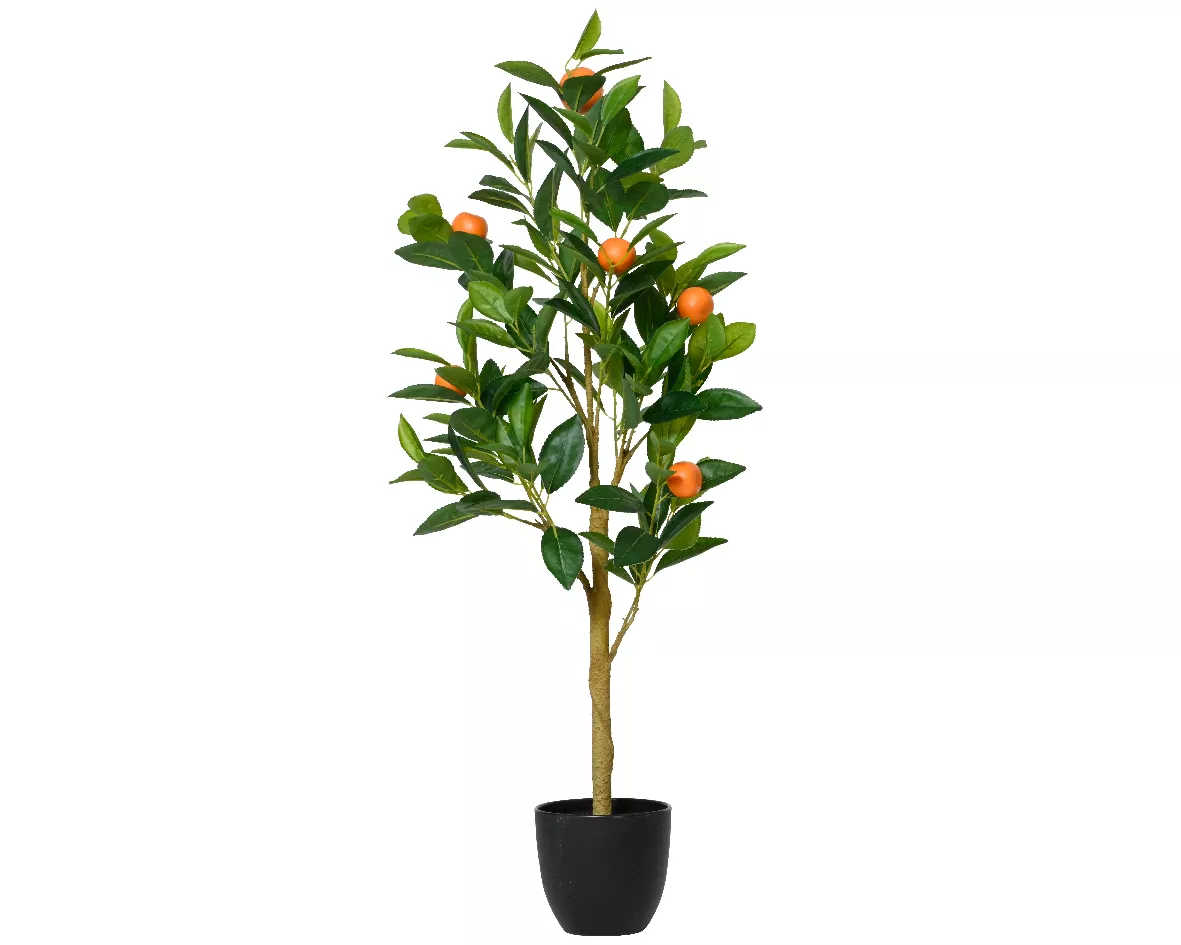 Oranger en pot SUMMER