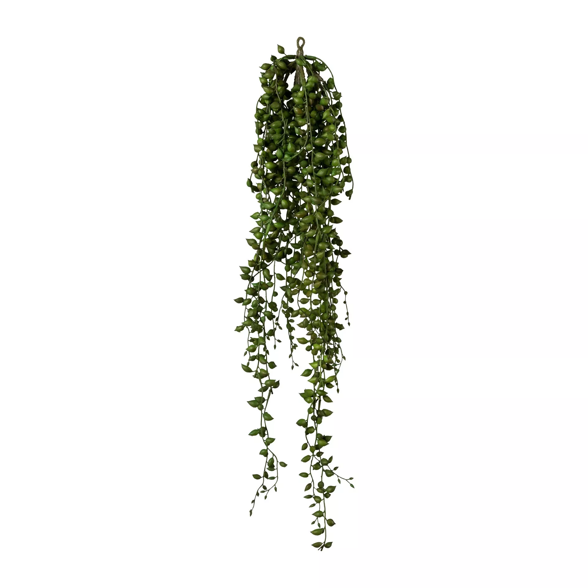 Plante décorative SENECIO