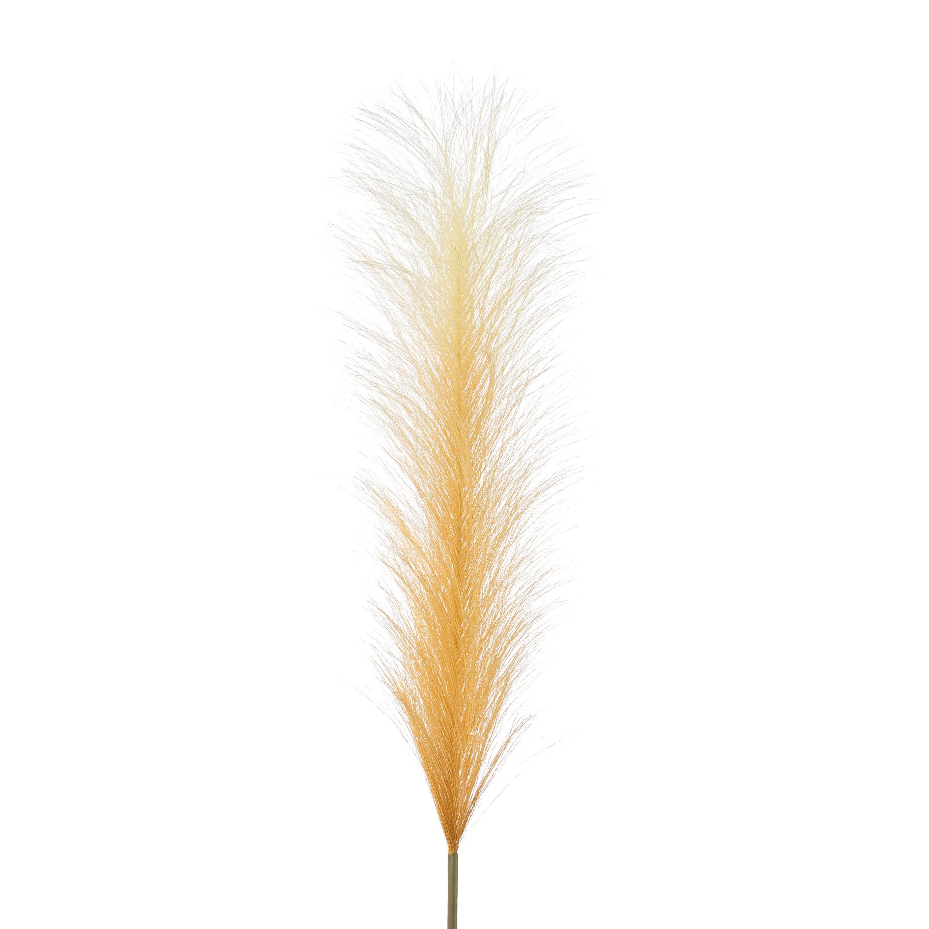 Herbe de la pampa FLOWERS