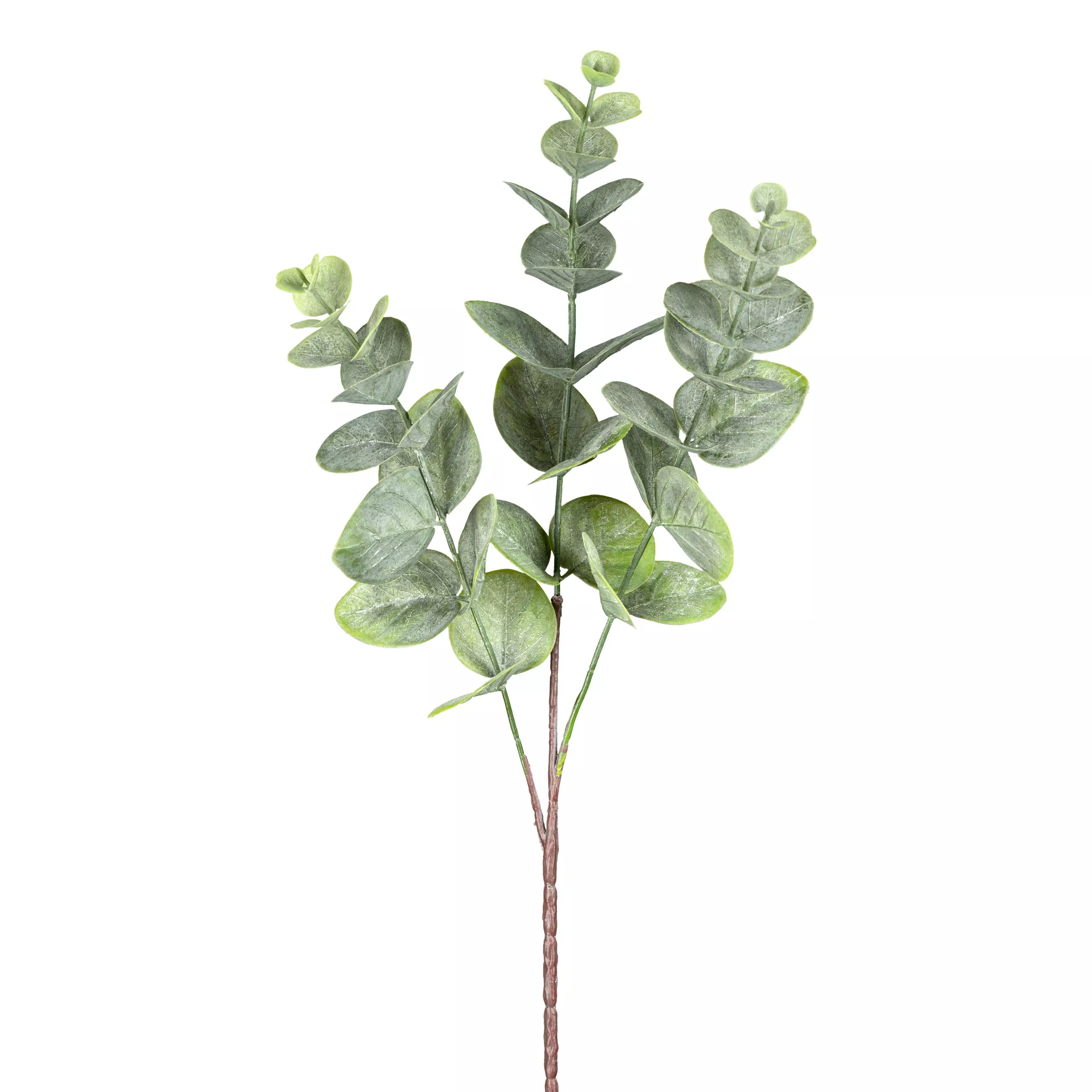 Dekopflanze Eukalyptuszweig EUKALYPTUS