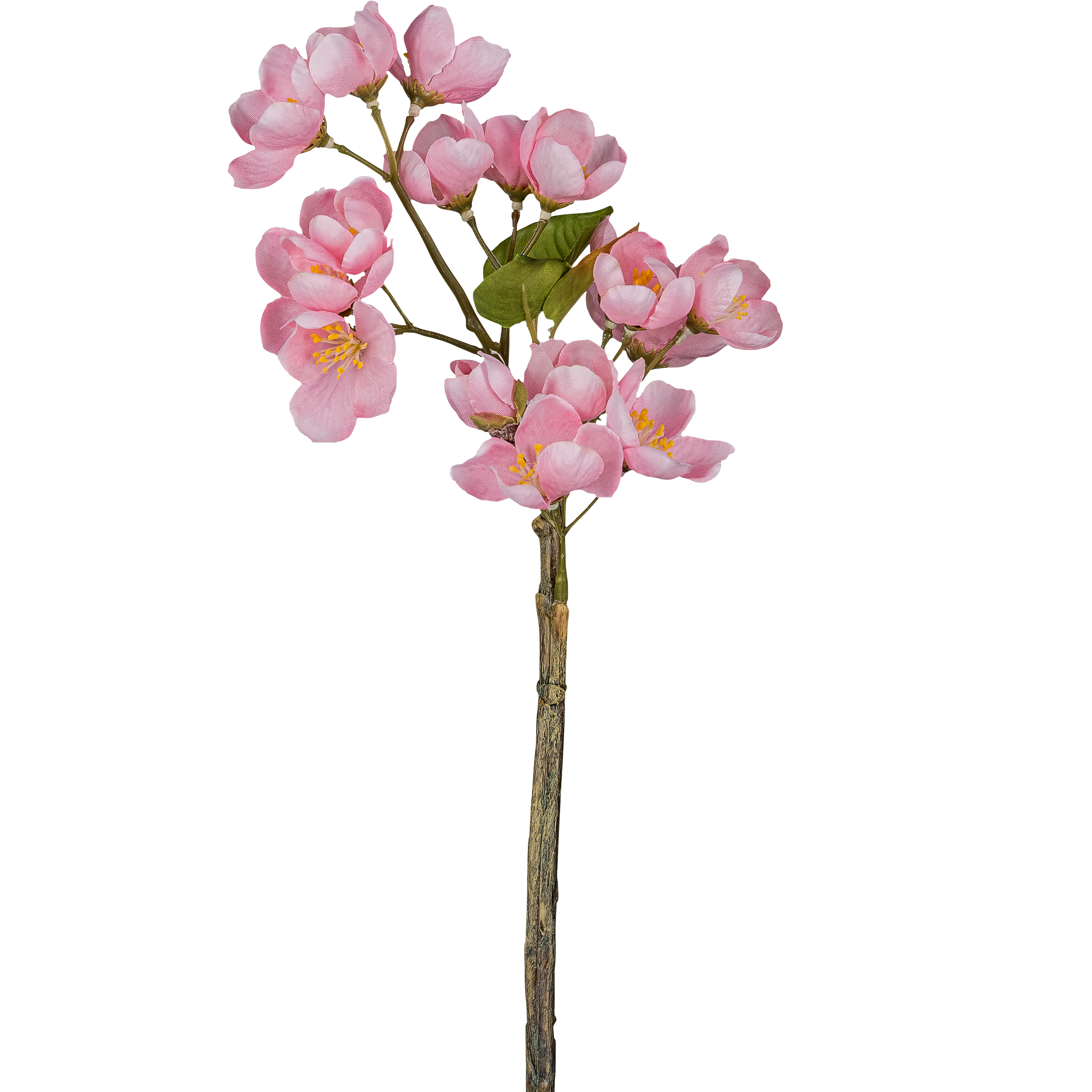 Apfelblütenzweig APFELBLÜTE