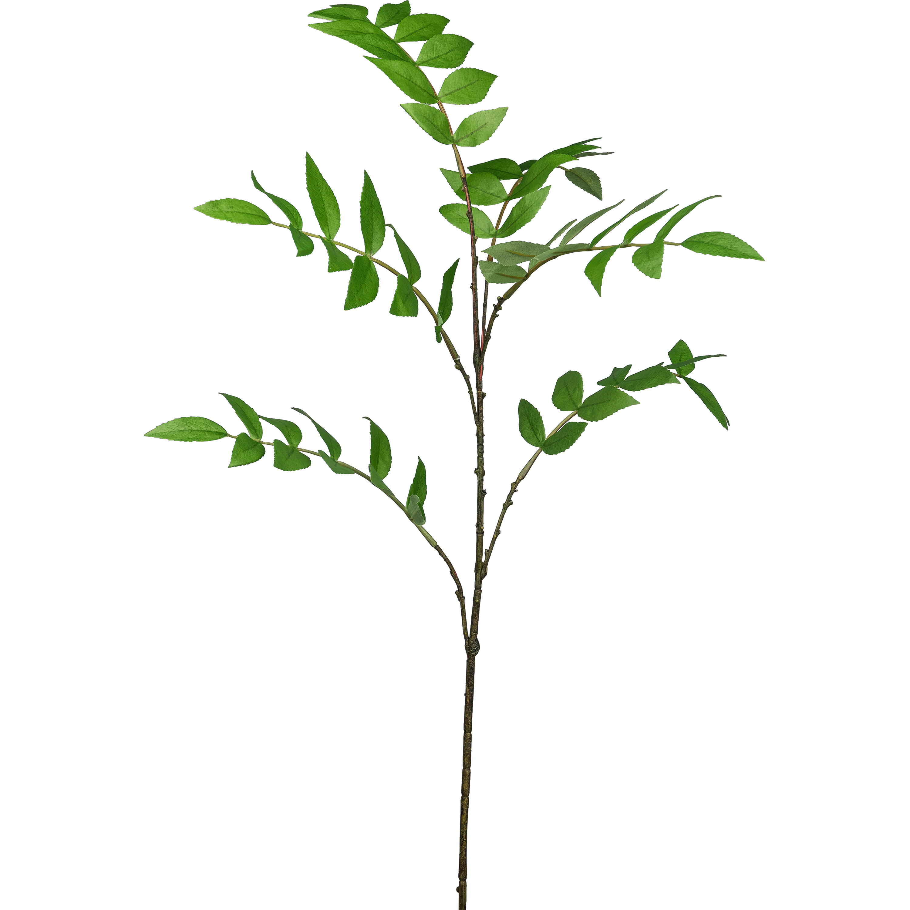 Ebereschezweig EBERESCHE