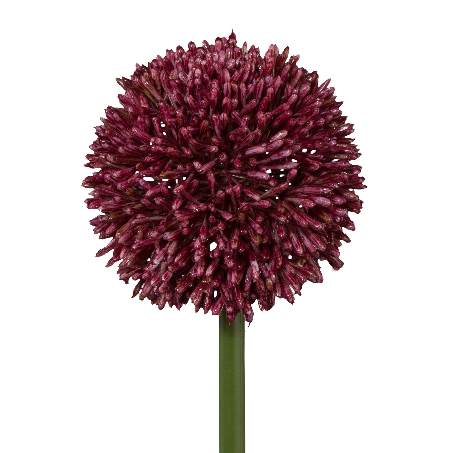 Fleur décorative ALLIUM-ERIKA