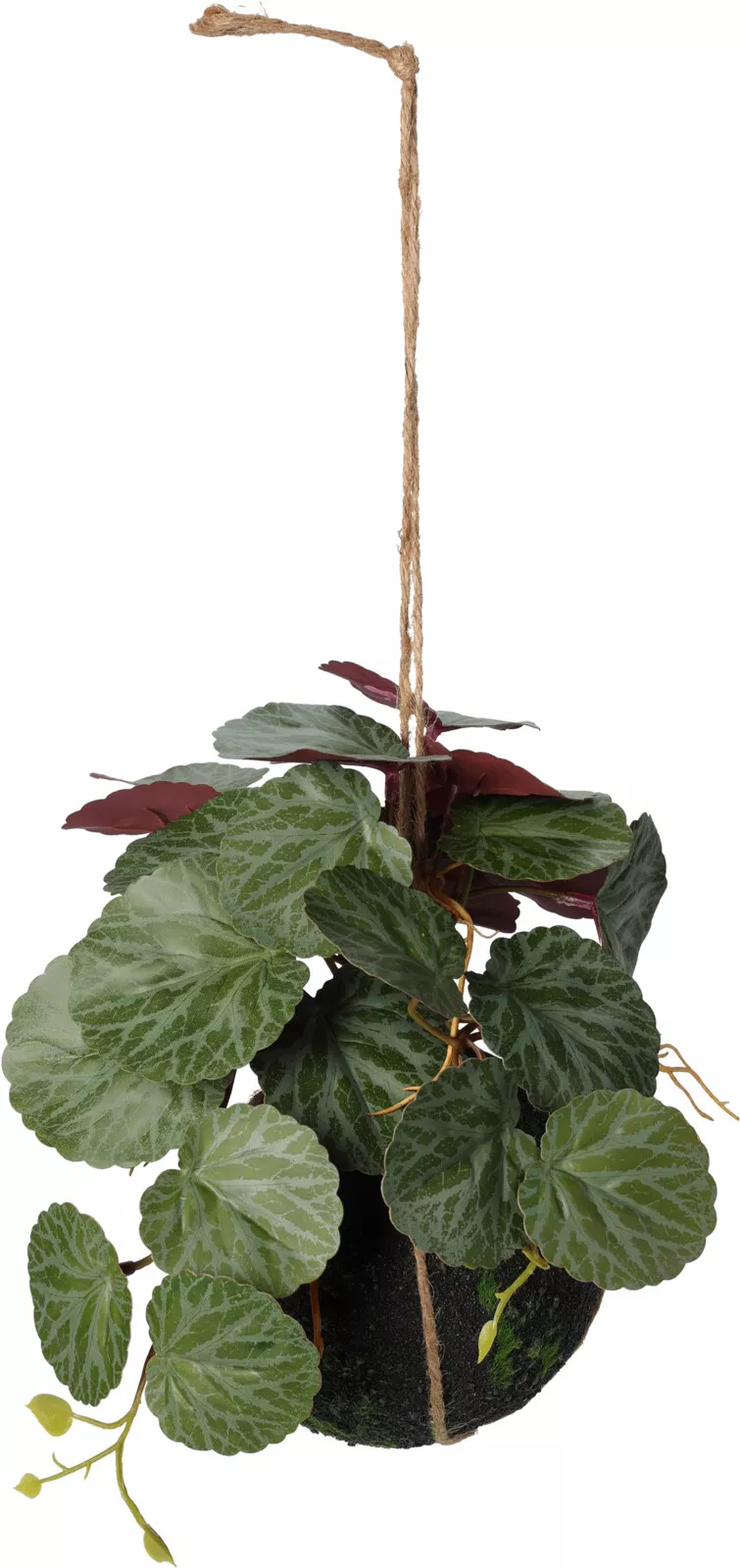 Plante à suspendre 30cm BOTANIC