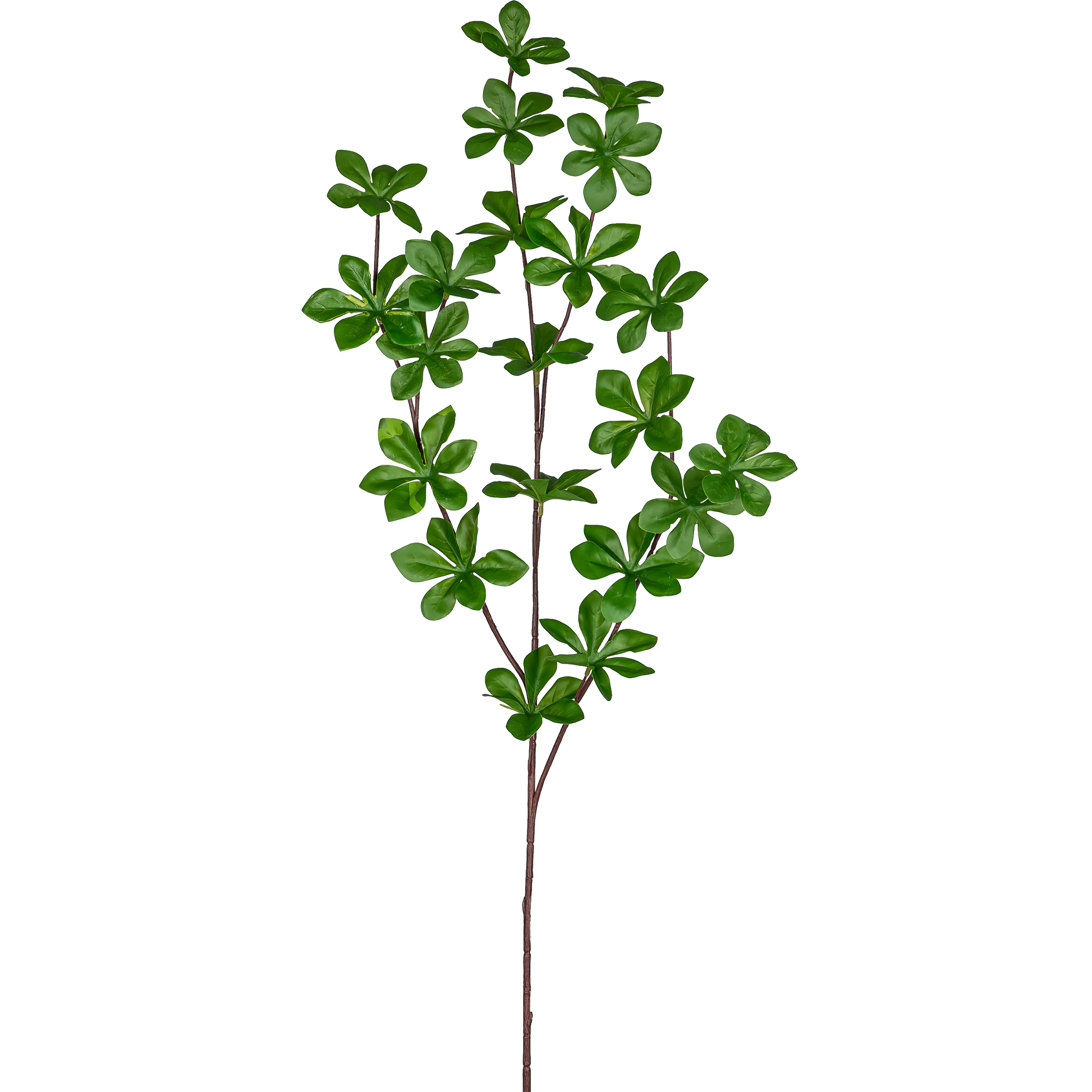 Louisianazweig LOUISIANA