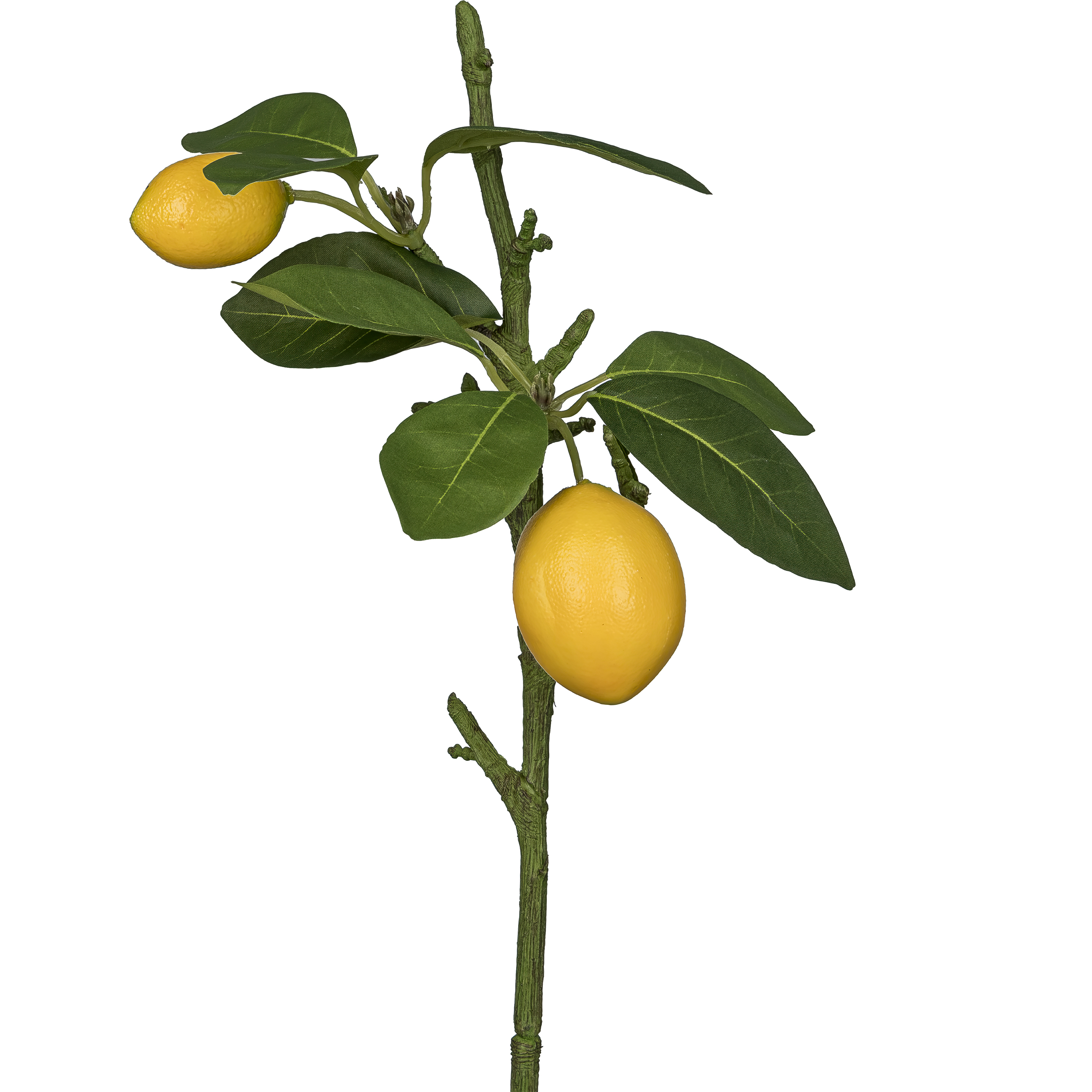 Zitronenzweig FRUITS