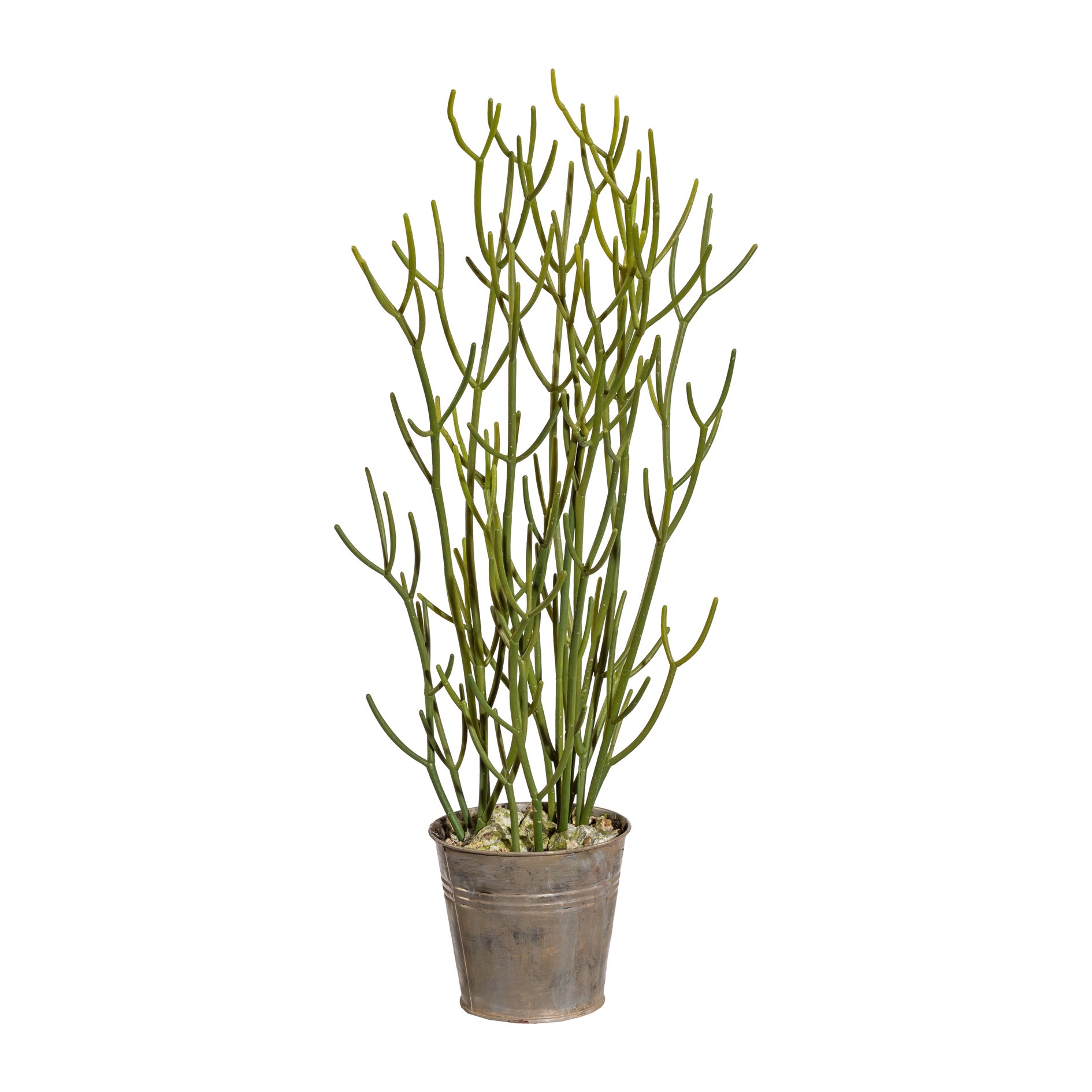 Plante décorative EUPHORBIA