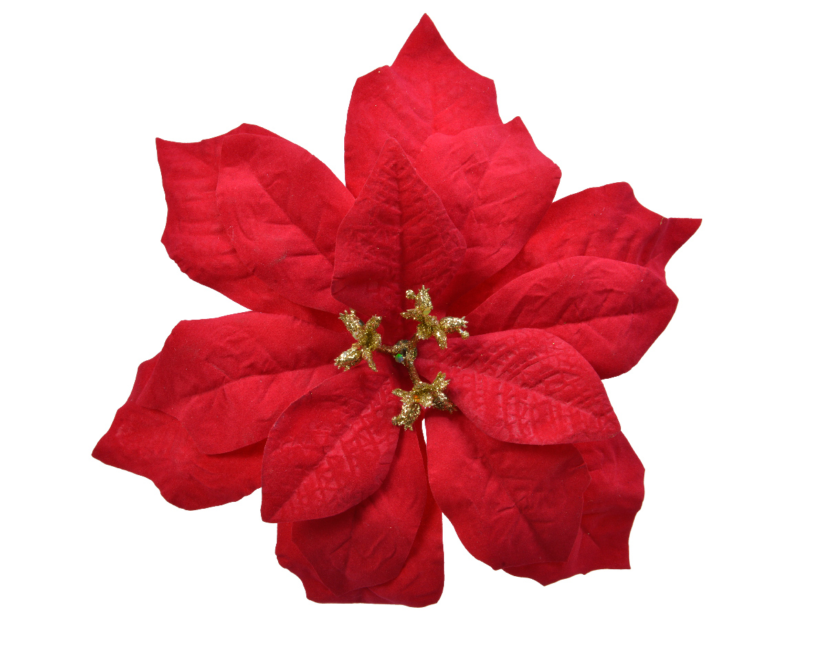Fleur WEIHNACHTSSTERN