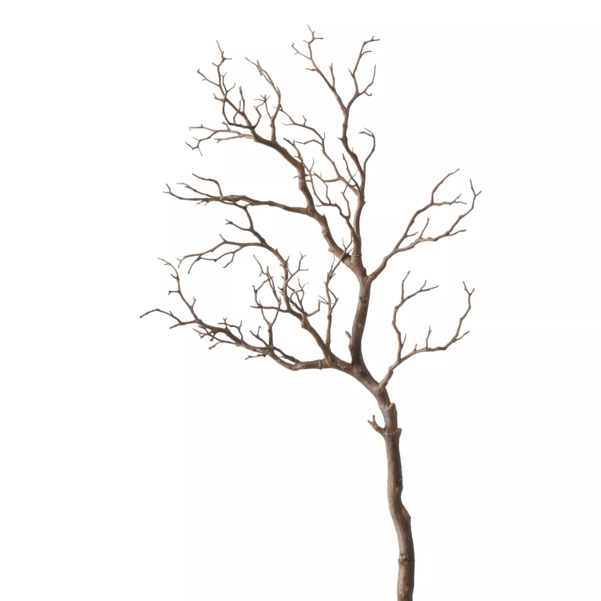 Branche décorative ASTRA
