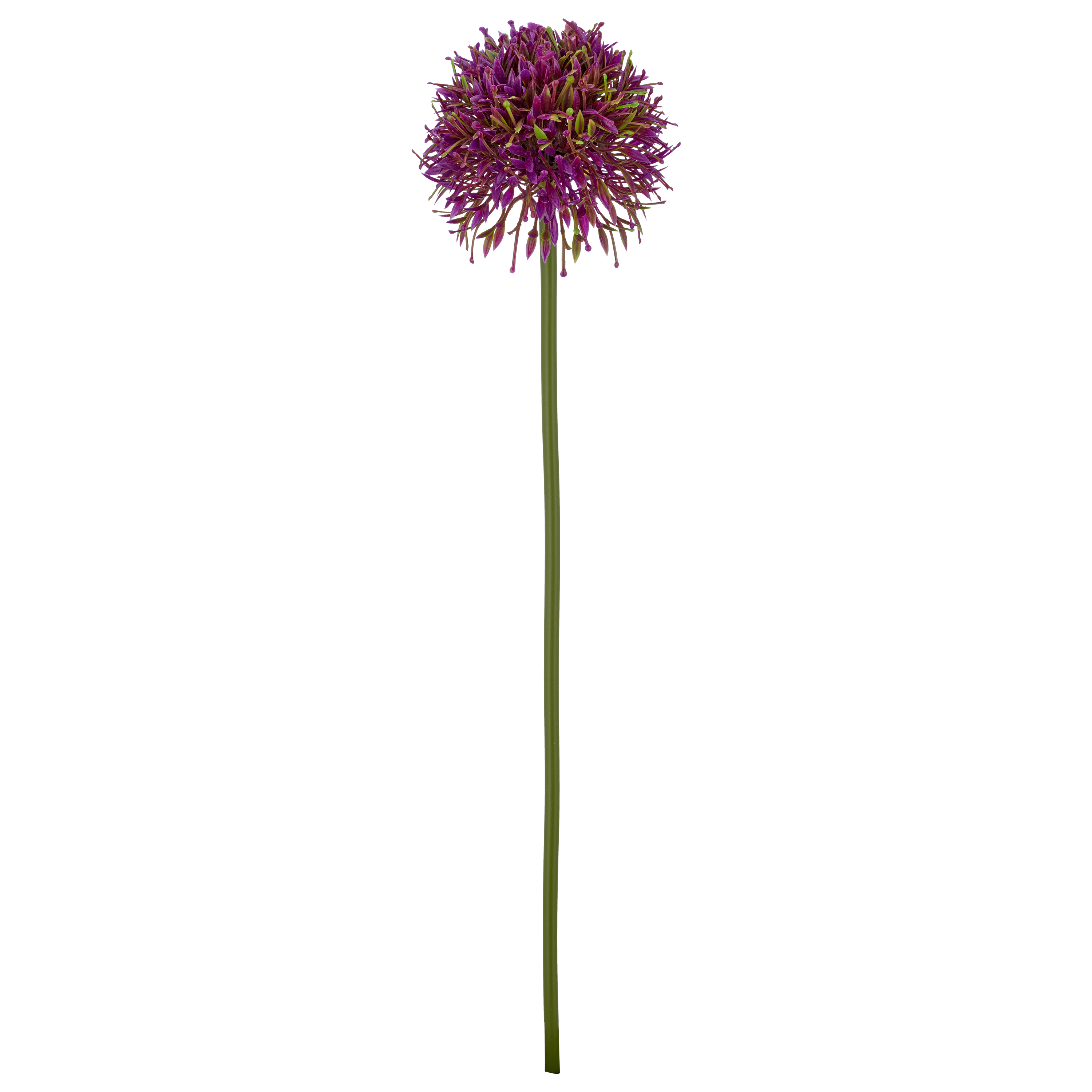 Allium ALLIUM