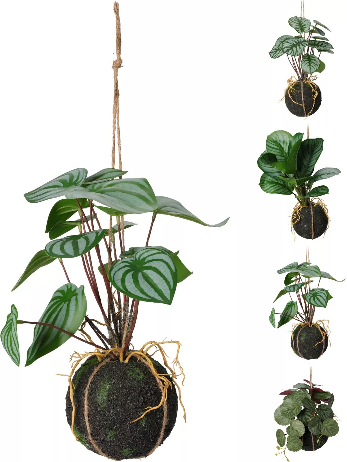 Plantes suspendues : Plantes et fleurs d'intérieur et maison - botanic®